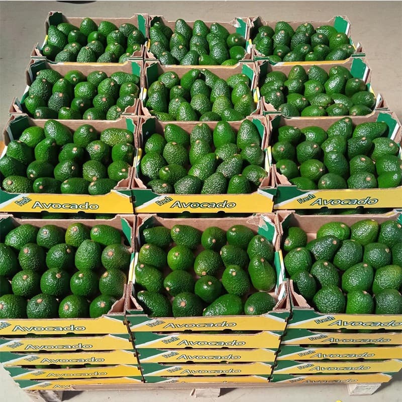 images/1685088607389avocado sorting grading machine.jpg